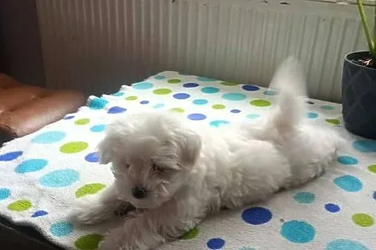 Maltańczyk śliczny piesek