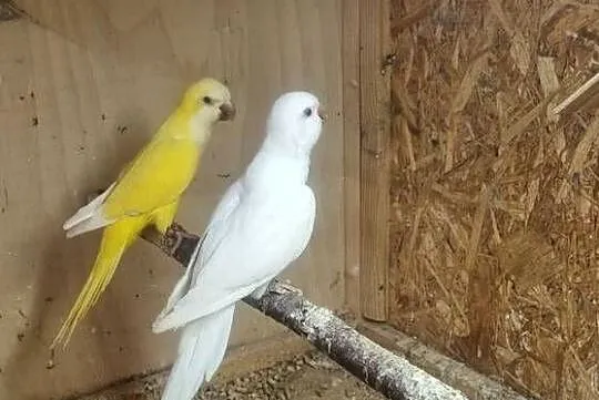 Mnichy nizinne lutino albino