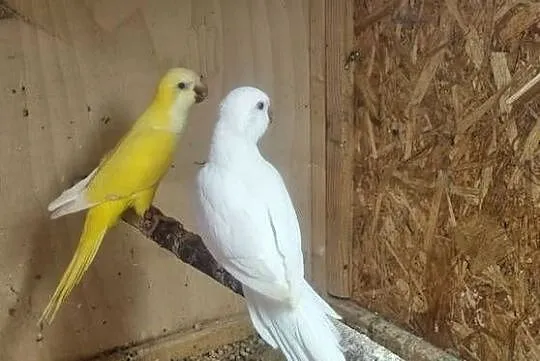 Mnichy nizinne lutino albino, Śląskie, Jaworzno