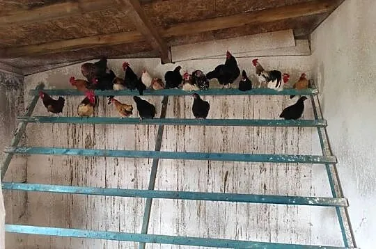 Cwergi  karzełki  40 szt, Wielkopolskie, Kościan