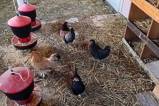 Cwergi  karzełki  40 szt, Wielkopolskie, Kościan