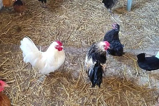 Cwergi  karzełki  40 szt, Wielkopolskie, Kościan