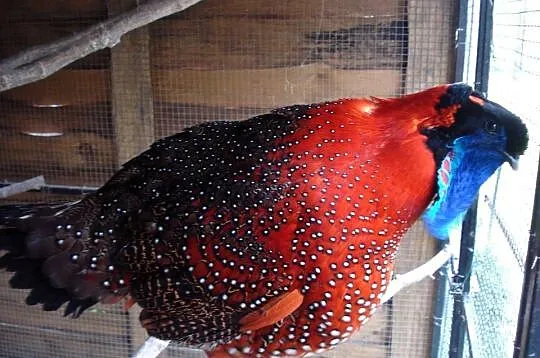 Bażanty Tragopan SATYR, Tragopan czerwony. Ptaki z 2025r
