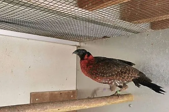Bażanty Tragopan SATYR, Tragopan czerwony. Ptaki z 2025r, Małopolskie, Andrychów