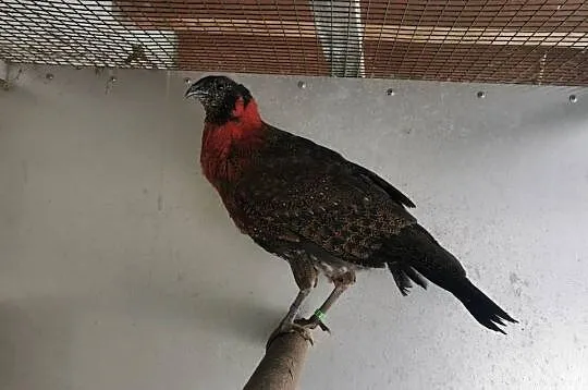 Bażanty Tragopan SATYR, Tragopan czerwony. Ptaki z 2025r, Małopolskie, Andrychów