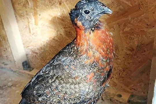 Bażanty Tragopan SATYR, Tragopan czerwony. Ptaki z 2025r, Małopolskie, Andrychów