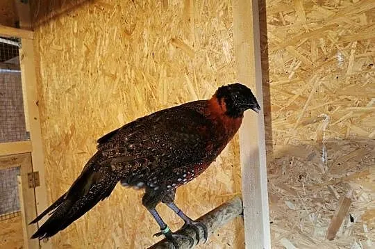 Bażanty Tragopan SATYR, Tragopan czerwony. Ptaki z 2025r, Małopolskie, Andrychów