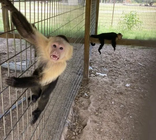 Urocza małpka kapucynka... napisz do mnie na WhatsApp: +44 7453 907158
