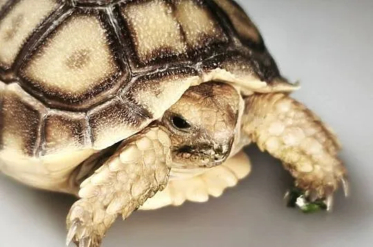 Żółw pustynny młody osobnik, Dolnośląskie, Wałbrzych