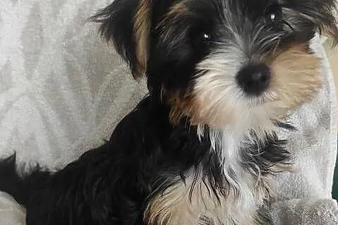 Yorkshire terrier