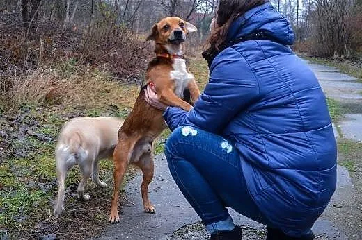 pies-Karat,  śląskie Częstochowa, Śląskie, Częstochowa