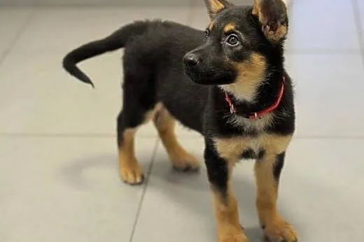 MIKA - śliczna panna w typie ON pyta o dom ;-). Szczeniak do adopcji,  mazowieckie Warszawa