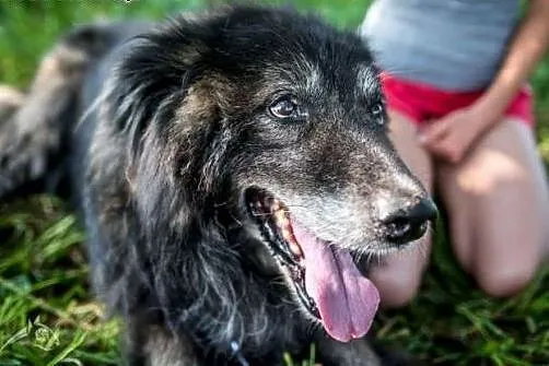Cześć! jestem ASLAN! adoptujesz mnie? pokochasz?, 