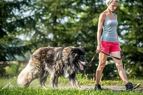 Cześć! jestem ASLAN! adoptujesz mnie? pokochasz?, 