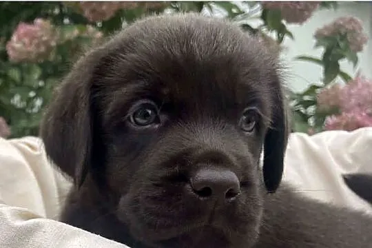 Labrador Retriever Czekoladowy, Łódzkie, Sulmierzyce