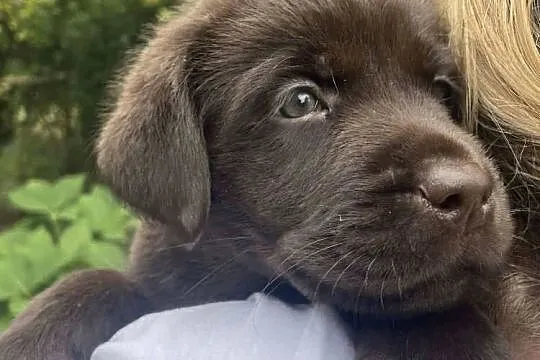 Labrador Retriever Czekoladowy, Łódzkie, Sulmierzyce