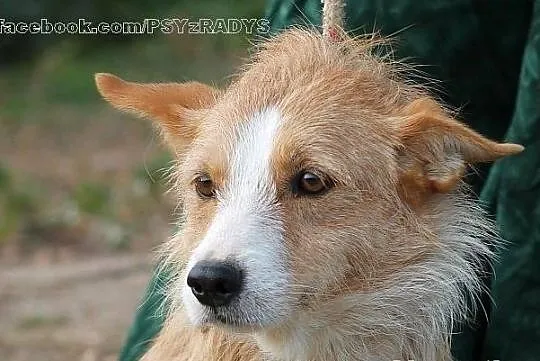 JUPPI - malutki, szorstkowłosy piesek do adopcji