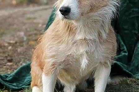 JUPPI - malutki, szorstkowłosy piesek do adopcji