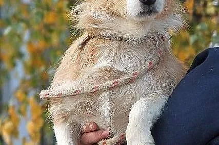 JUPPI - malutki, szorstkowłosy piesek do adopcji