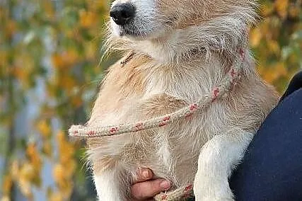 JUPPI - malutki, szorstkowłosy piesek do adopcji