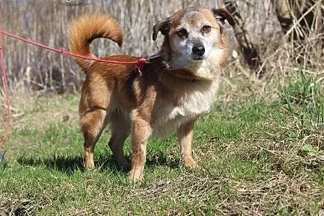 6 kg Tetuszka, delikatna, łagodna, bezproblemowy PIESZCZOCH do adopcji,  Kundelki cała Polska