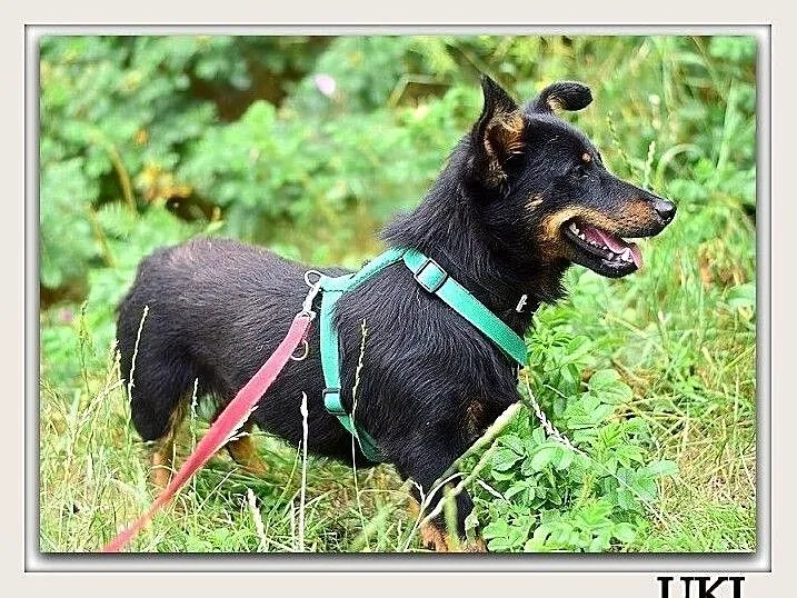 Młody, łagodny, przyjazny, wesoły, towarzyski,zaszczepiony psiak UKI.Adopcja., , Wrocław