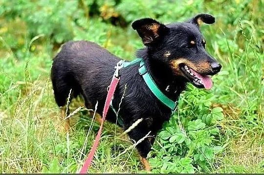 Młody, łagodny, przyjazny, wesoły, towarzyski,zaszczepiony psiak UKI.Adopcja., , Wrocław