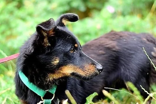 Młody, łagodny, przyjazny, wesoły, towarzyski,zaszczepiony psiak UKI.Adopcja., , Wrocław