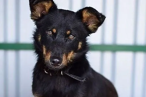 Młody, łagodny, przyjazny, wesoły, towarzyski,zaszczepiony psiak UKI.Adopcja., , Wrocław