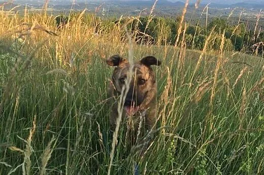 Saba-pręgowana suczka szuka domu!,  dolnośląskie J
