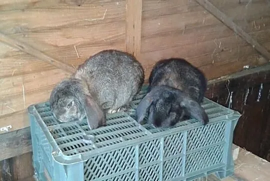 Sprzedam króliki: WJS oraz Barany Francuskie