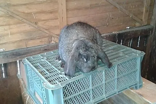 Sprzedam króliki: WJS oraz Barany Francuskie