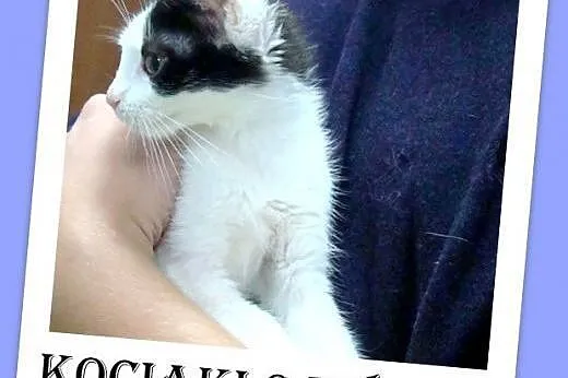 9 tyg,.kocięta,kociczki i kocurek biało-czarne,biało-bure.ADOPCJA,  małopolskie Kraków