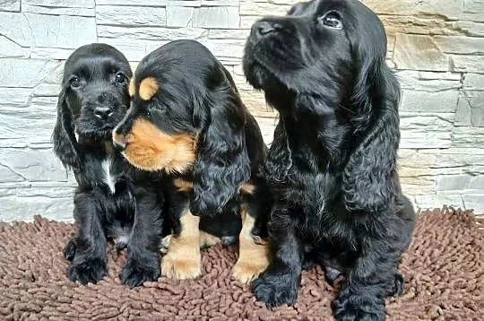 Śliczne Szczenięta Cocker Spaniel Angielski