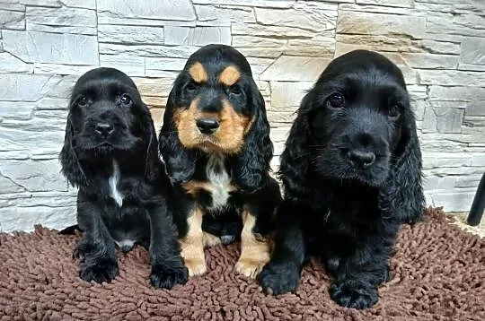 Śliczne Szczenięta Cocker Spaniel Angielski, Łódzkie, Sieradz