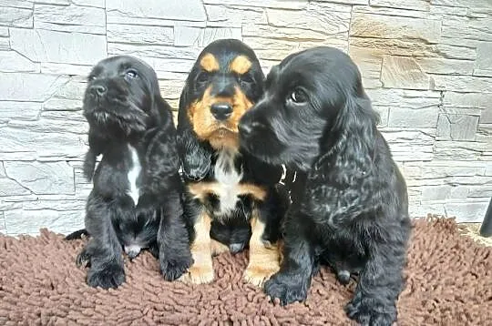 Śliczne Szczenięta Cocker Spaniel Angielski, Łódzkie, Sieradz