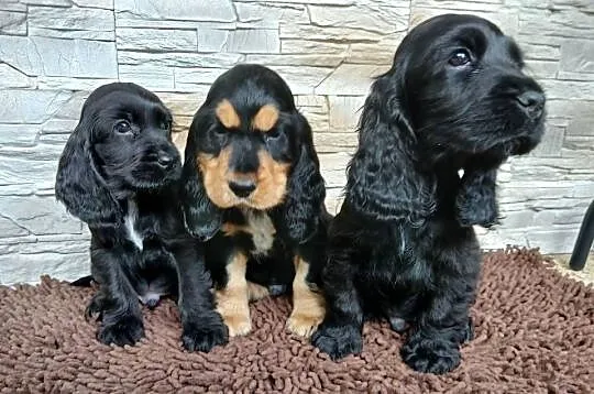 Śliczne Szczenięta Cocker Spaniel Angielski, Łódzkie, Sieradz