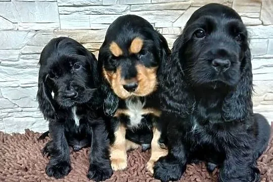 Śliczne Szczenięta Cocker Spaniel Angielski, Łódzkie, Sieradz
