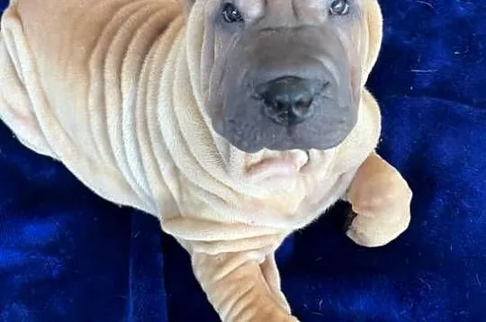Hodowla shar pei Red Folds przedstawia szczeniąt ur.22.06.2025
