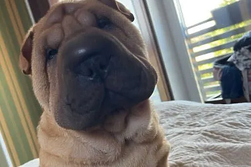 Hodowla shar pei Red Folds przedstawia szczeniąt ur.22.06.2025, Pomorskie, Rębiechowo