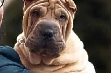 Hodowla shar pei Red Folds przedstawia szczeniąt ur.22.06.2025, Pomorskie, Rębiechowo