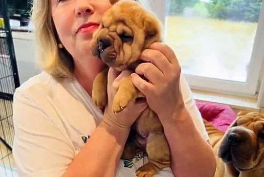 Hodowla shar pei Red Folds przedstawia szczeniąt ur.22.06.2025, Pomorskie, Rębiechowo