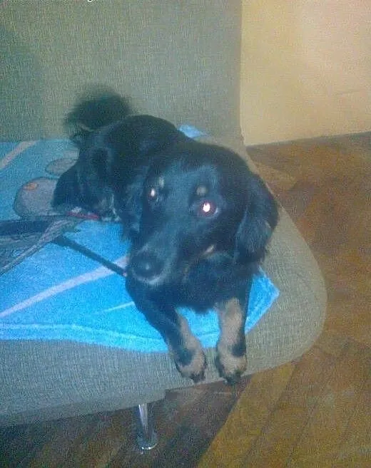 Młody piesek czeka na dom, małopolskie Tarnów