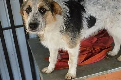Sarunia - młoda, niewielka, delikatna suczka ADOPCJA,  Kundelki cała Polska