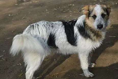 Sarunia - młoda, niewielka, delikatna suczka ADOPC