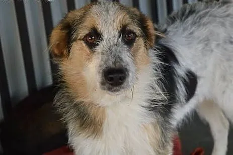 Sarunia - młoda, niewielka, delikatna suczka ADOPC