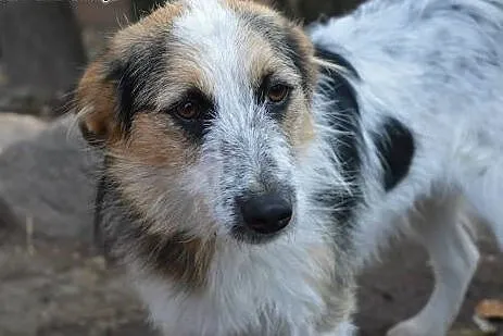 Sarunia - młoda, niewielka, delikatna suczka ADOPC