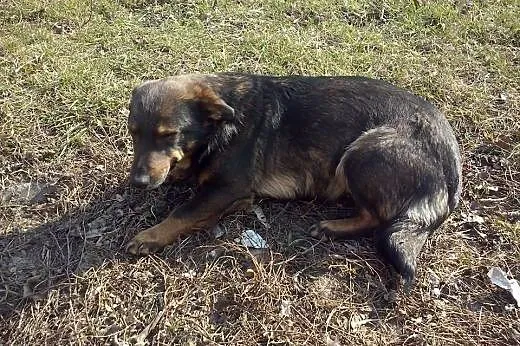 BUNIA sunia której nikt nie chce!,  mazowieckie Warszawa