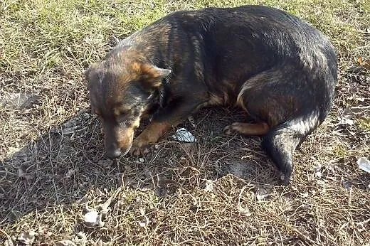 BUNIA sunia której nikt nie chce!,  mazowieckie Wa