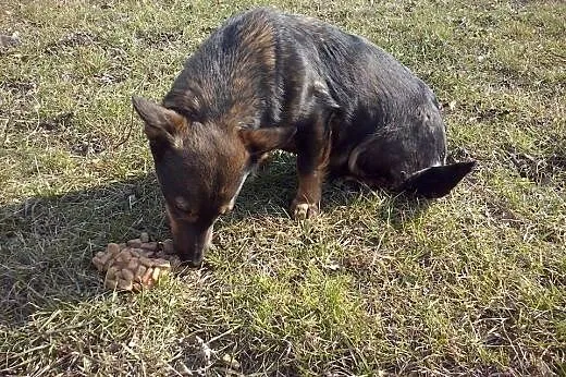 BUNIA sunia której nikt nie chce!,  mazowieckie Wa